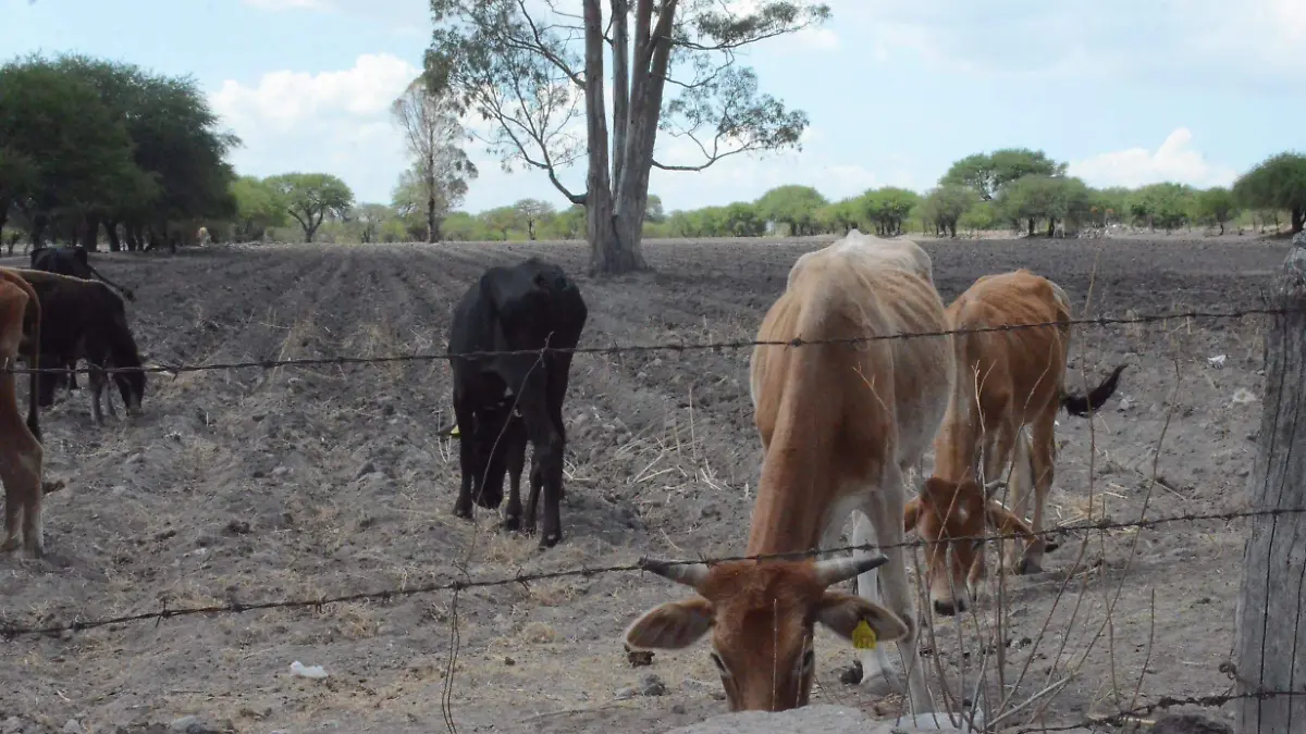 Por falta de agua y forraje existe el riesgo de muertes de animales bovinos y ovinos en